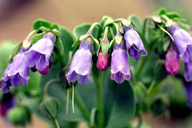 ハマベンケイソウ