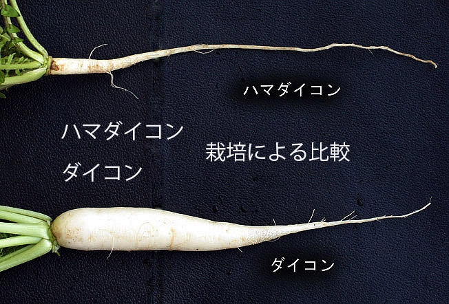 ハマダイコン