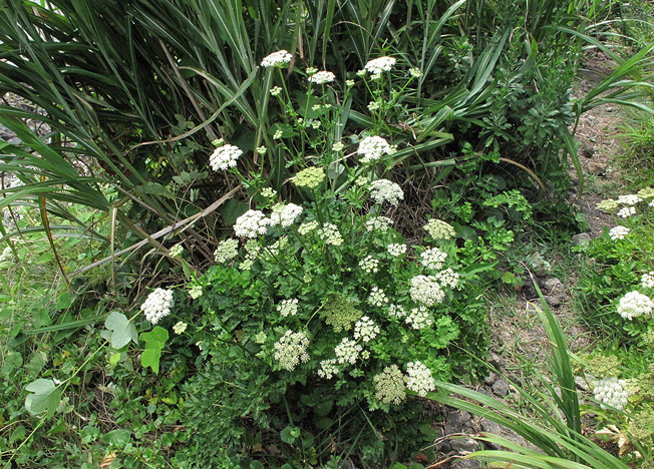 ハマイブキボウフウ