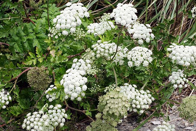 ハマイブキボウフウ