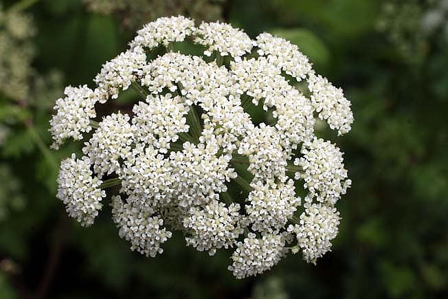 ハマイブキボウフウ