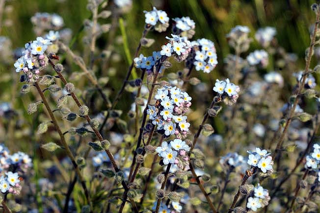 ハマワスレナグサ