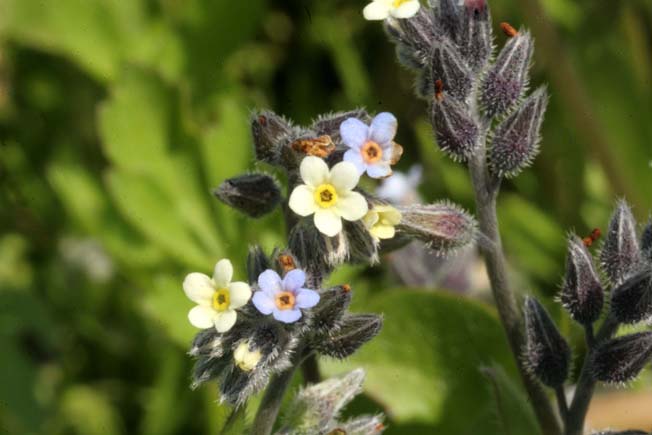 ハマワスレナグサ