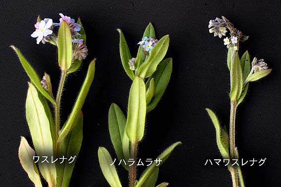 ハマワスレナグサ