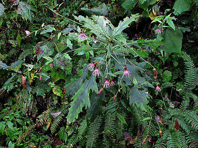 ハナマキアザミ