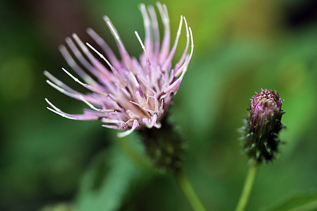ハナマキアザミ