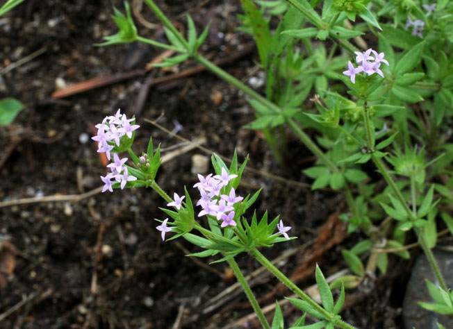 ハナヤエムグラ
