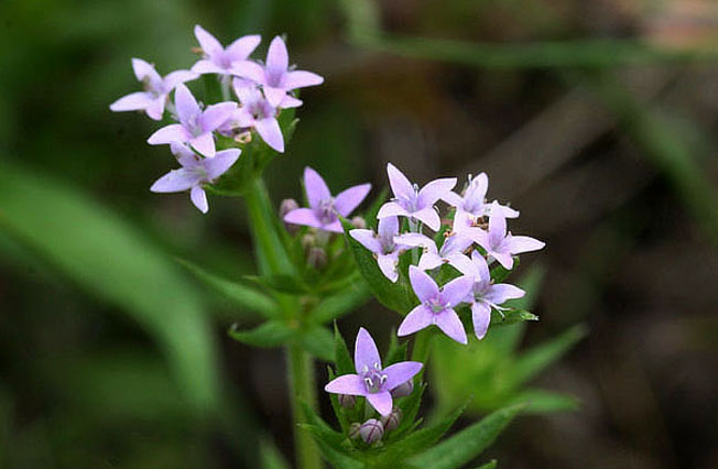 ハナヤエムグラ