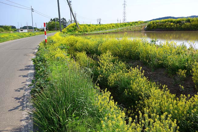 ハルザキヤマガラシ