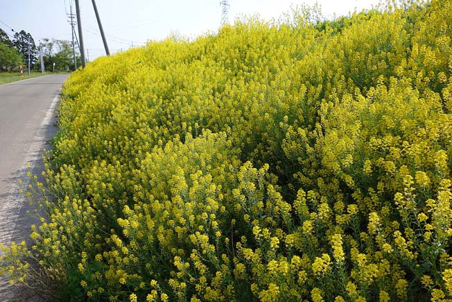 ハルザキヤマガラシ