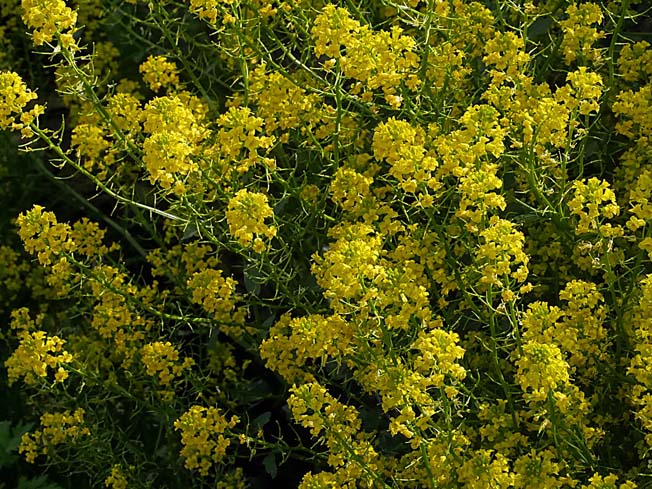 ハルザキヤマガラシ