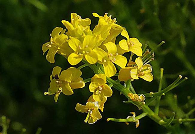 ハルザキヤマガラシ