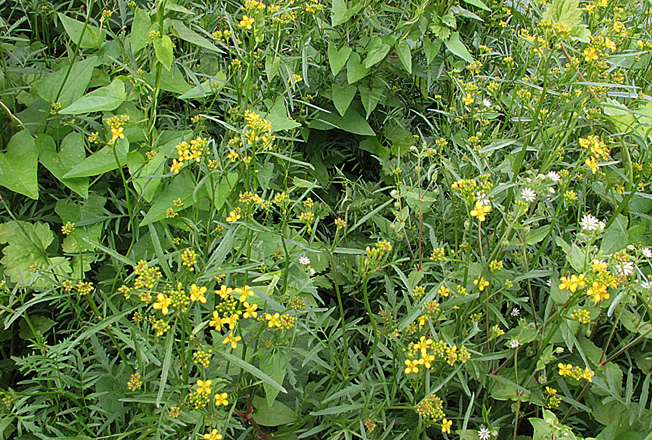 ハタザオガラシ