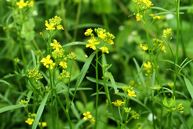 ハタザオガラシ