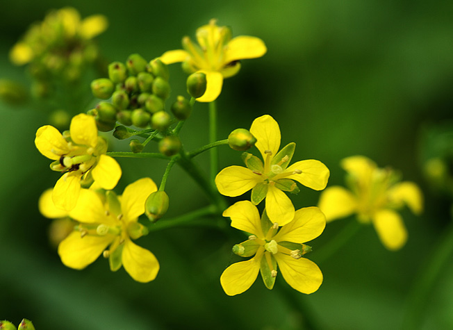 ハタザオガラシ