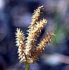 ヒカゲノカズラ