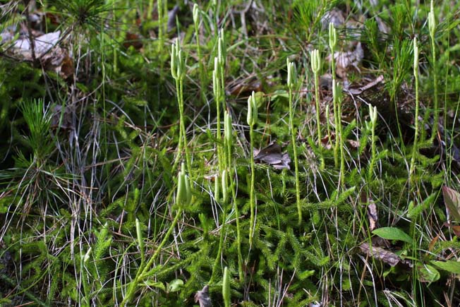 ヒカゲノカズラ