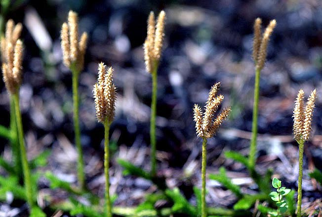 ヒカゲノカズラ