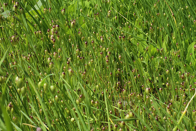 ヒメコバンソウ