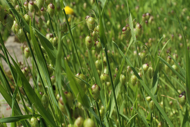 ヒメコバンソウ