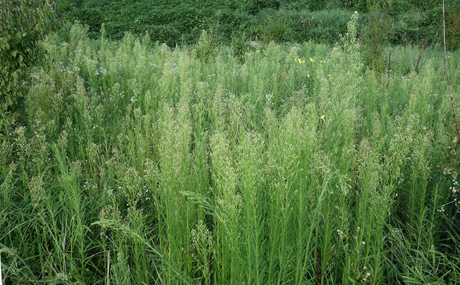 ヒメムカシヨモギ