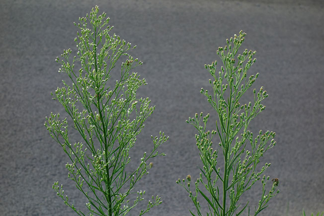 ヒメムカシヨモギ