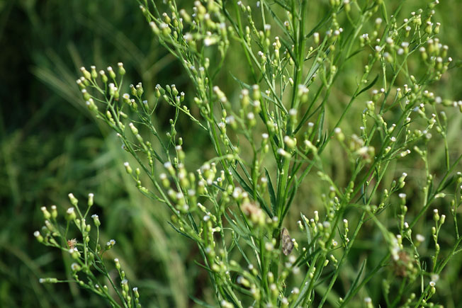 ヒメムカシヨモギ