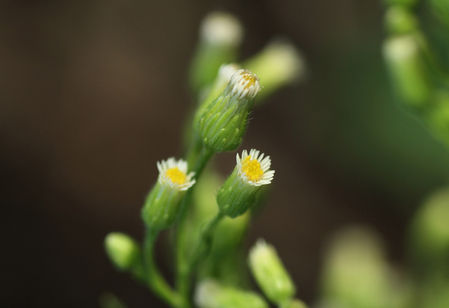 ヒメムカシヨモギ