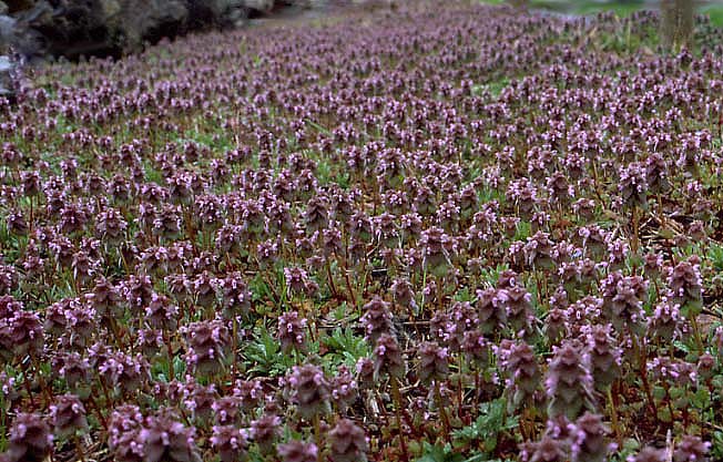 ヒメオドリコソウ