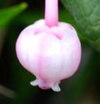 ヒメシャクナゲ