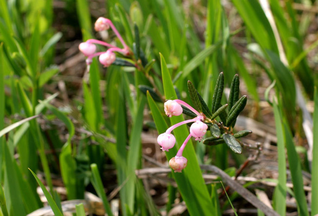 ヒメシャクナゲ