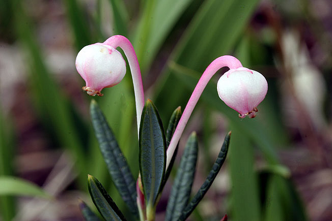 ヒメシャクナゲ