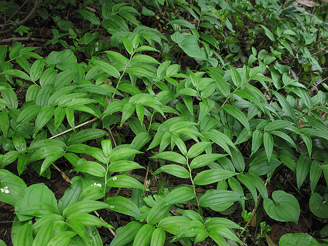 ヒメタケシマラン