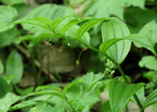 ヒメタケシマラン