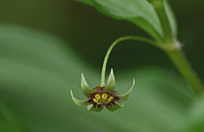 ヒメタケシマラン