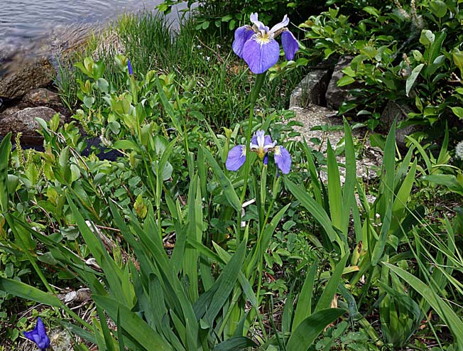 ヒオウギアヤメ