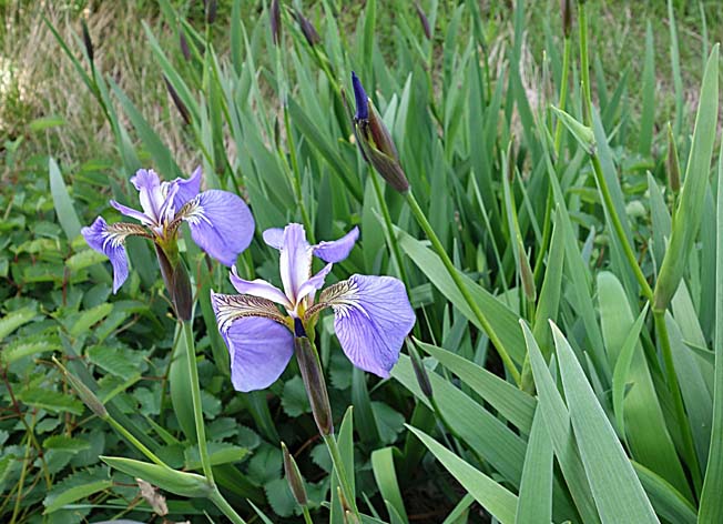 ヒオウギアヤメ