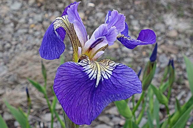 ヒオウギアヤメ