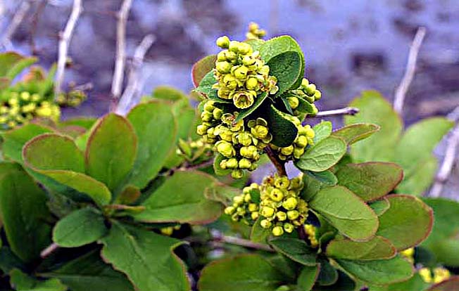 ヒロハヘビノボラズ