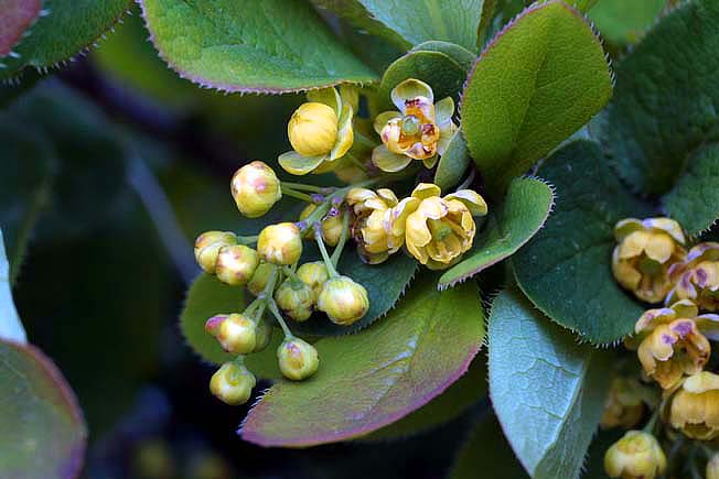 ヒロハヘビノボラズ