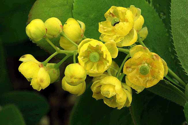 ヒロハヘビノボラズ