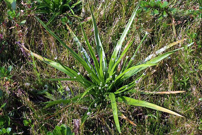 ヒロハイヌノヒゲ