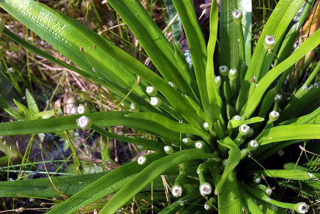 ヒロハイヌノヒゲ