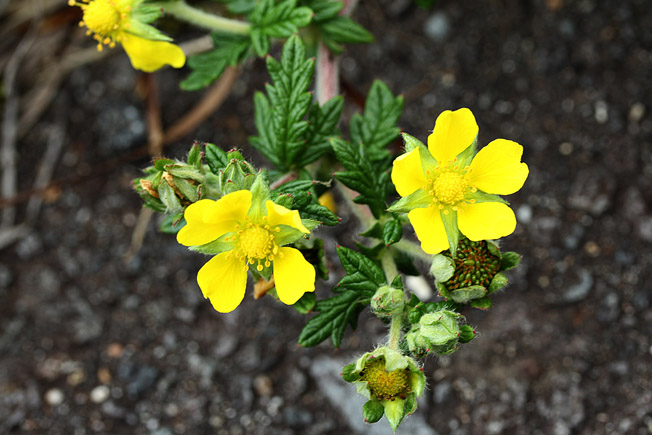 ヒロハノカワラサイコ