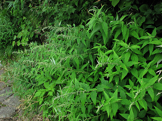 ヒトツバヨモギ