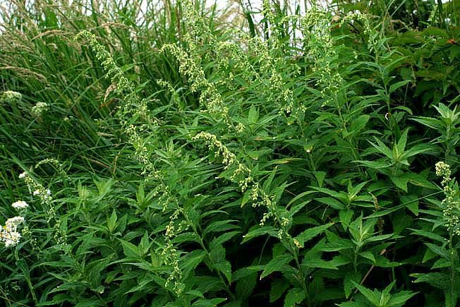 ヒトツバヨモギ