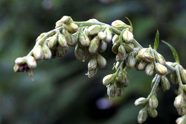 ヒトツバヨモギ