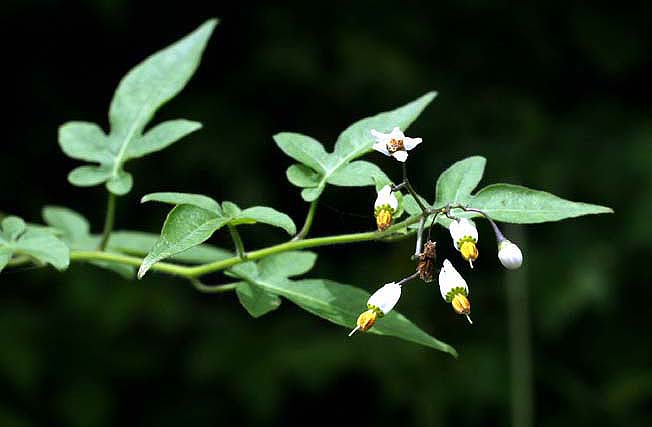 ヒヨドリジョウゴ