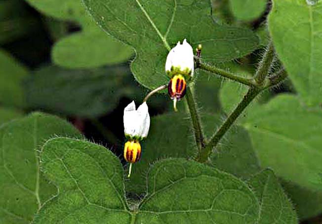 ヒヨドリジョウゴ