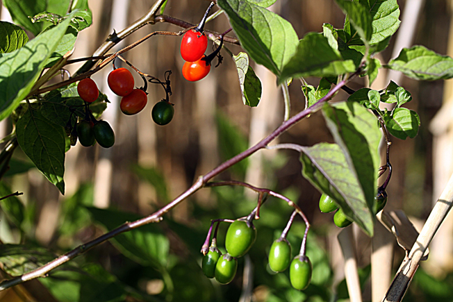 ヒヨドリジョウゴ